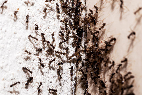 Exterminator Pikesville MD.jpg
