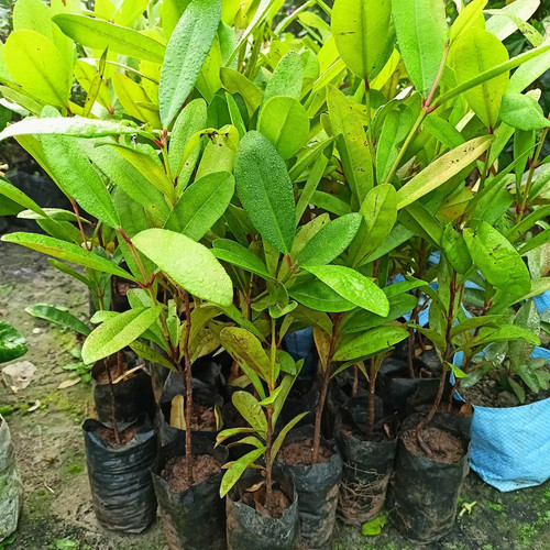 online plant bazar allspice masa.jpg