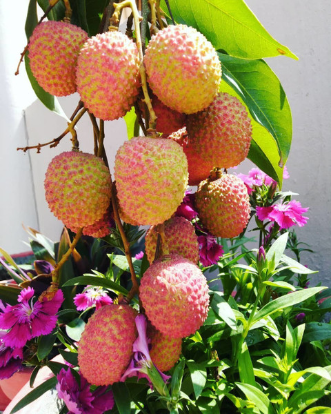 annual yes yes air layered hybrid shahi litchi plant live plant original imahf3jdsdqtfyev.jpg