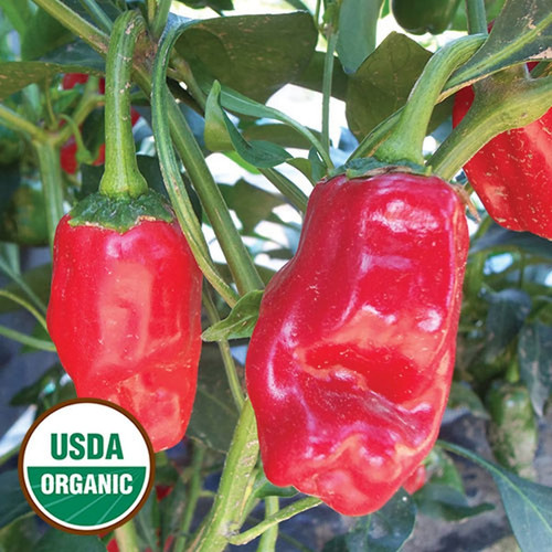 0146 derksen pepper organic.jpg