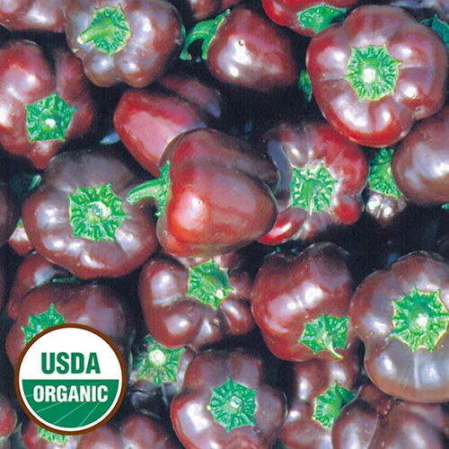 0402 miniature chocolate bell pepper organic.jpg