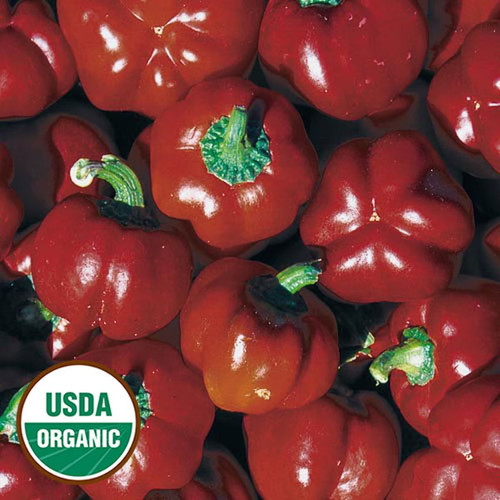 0045 sheepnose pimento pepper organic.jpg