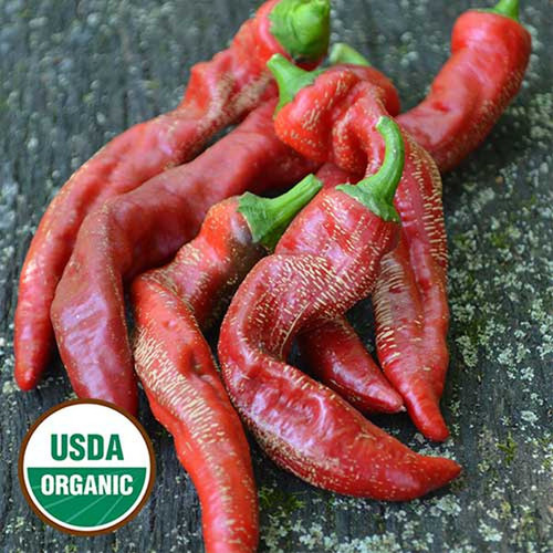 0228 rams horn pepper organic.jpg