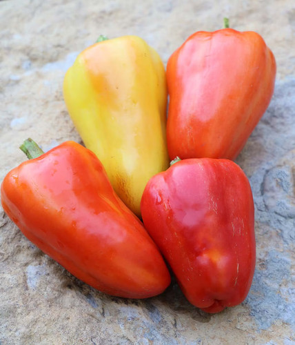 0236 Feher Ozone Pepper.jpg