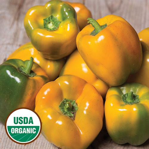 0406 quadrato asti giallo pepper organic.jpg