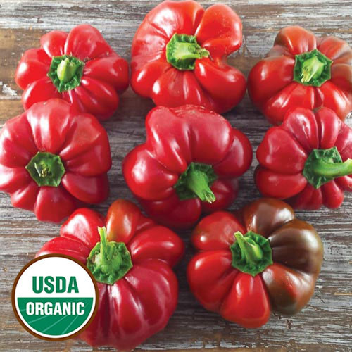 0014 ralph thompsons squash pepper organic.jpg