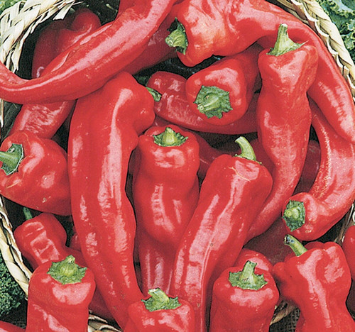 0237 georgia flame pepper.jpg
