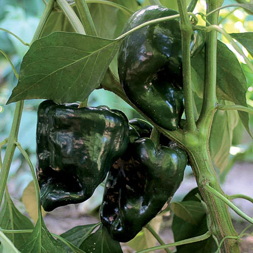 1213C ancho gigantea pepper.jpg