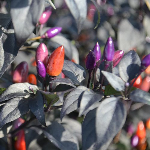 0287 grandma kirksey pepper organic.jpg