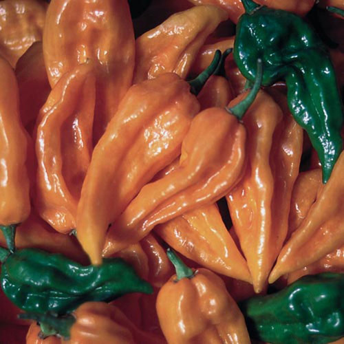 1214 fatalii pepper.jpg