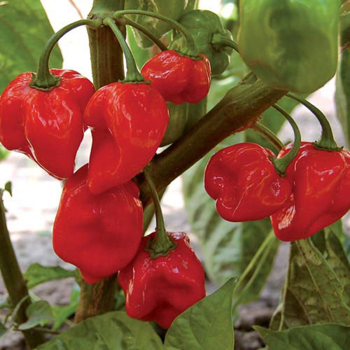 0484 habanero red pepper.jpg