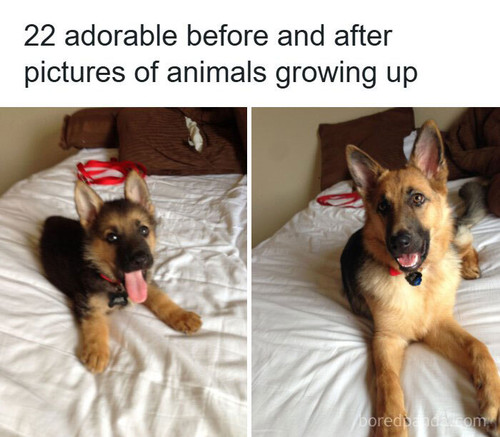 before after animals.jpg