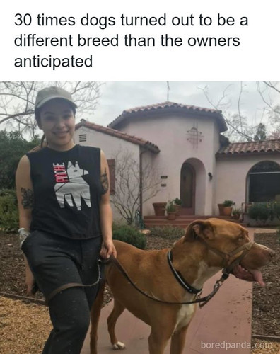 animals dogs.jpg