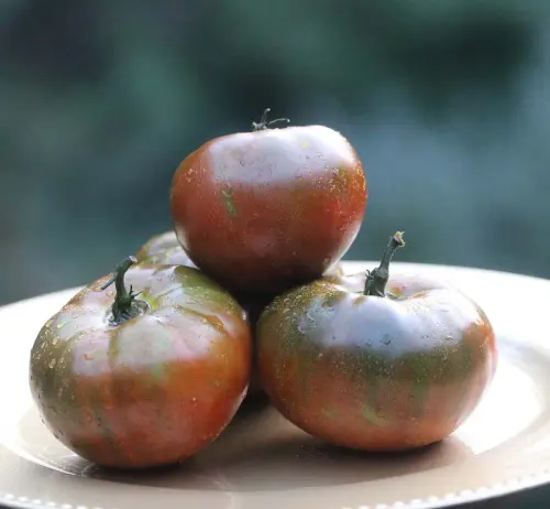 0251 black from tula tomato.webp