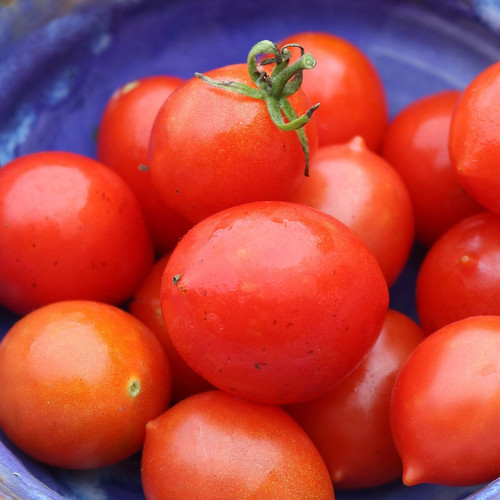 0263 riesentraube tomato.jpg