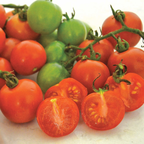 0265 tommy toe tomato.jpg