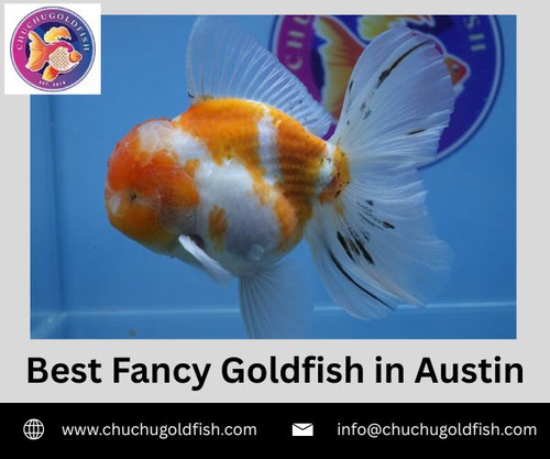 Best Fancy Goldfish in Austin.jpg