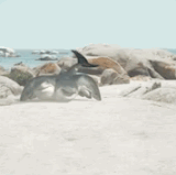 047db9f8ad53035498978cae11debbcd.gif