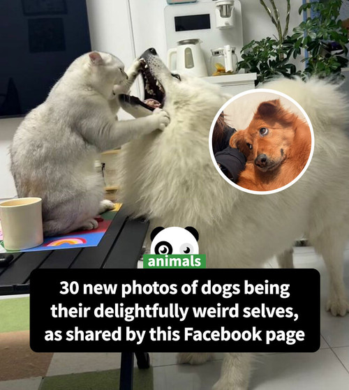 cute animal photos to de stress dogs part 2.jpg