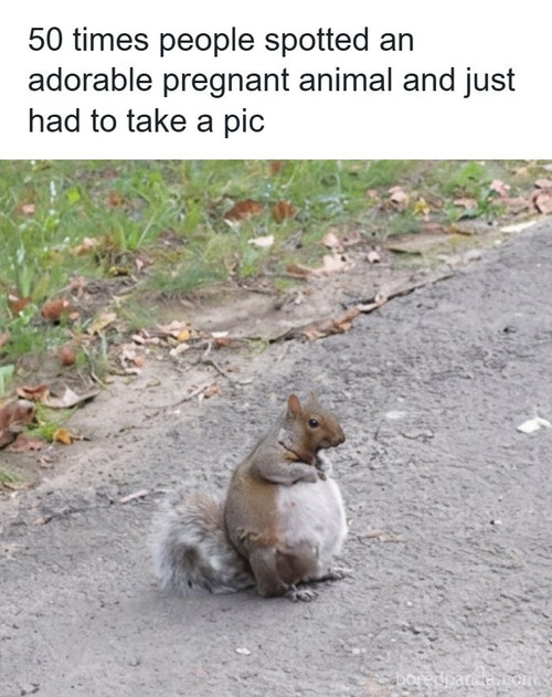 pregnant animal.jpg