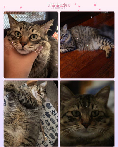 cat collage.jpg