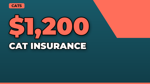 thumb cat insurance do you really need it landscape.png