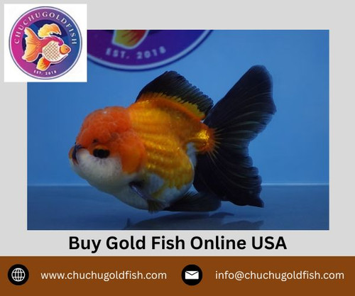 Buy Gold Fish Online USA.jpg
