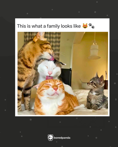 MEMES (8).png