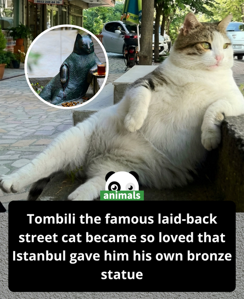 814. Tombili wasn’t just a street cat he became an internet legend after a photo of him casually lea.png