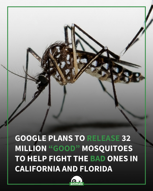 805. 32 Million 'Good Mosquitoes' May Be Released in 2 States as Part of Google's Debug Program Foll.png