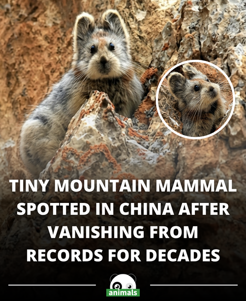 813. One of the World’s Rarest Animals Returns.png