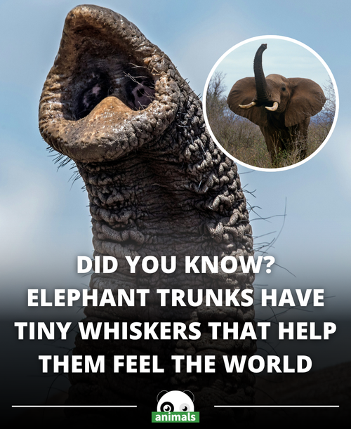 822. Moment of Science New research finds elephant whiskers have “built in” sensory intelligence.png