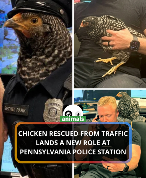 815. Chicken That Got Lost and Blocked Traffic While Crossing the Road, Briefly Joins Police Departm.png