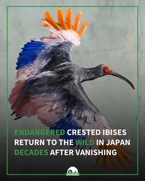823. The species vanished from Japan's Honshu main island in the 1970s.png