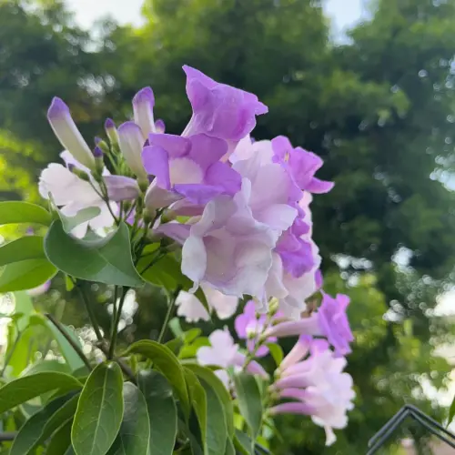 Garlic Vine 1024x.webp