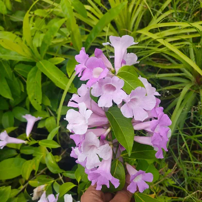 Garlic Vine Plant 1.webp