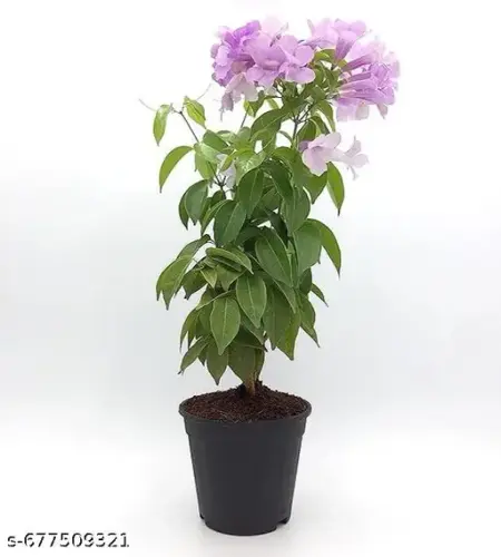 uubiu 512.webp