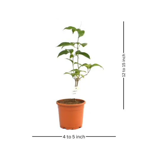 garlicvine 1024x.webp