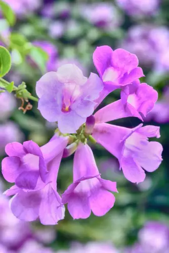 purple garlic vine purple garlic vine blooming tree 166136236.webp
