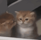 tmp0euu5tuu.gif