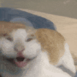 tmpz1is20ez.gif
