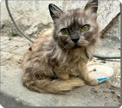 Katze 2.jpg