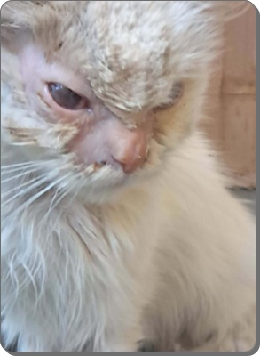 Stella Katze Ägypten.jpg