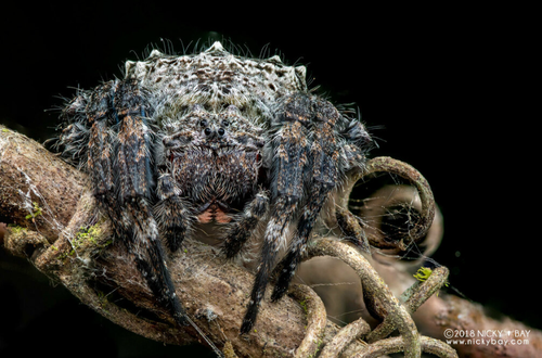 2026 06 03 23 04 (Darwin's Bark Spider (Caerostris darwini) · iNatur ) chrome 883x583.png