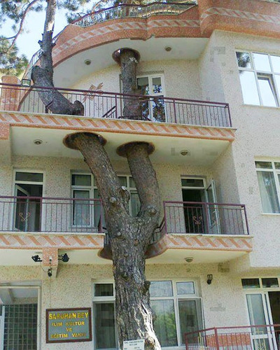 architecture around the trees 1 880.jpg