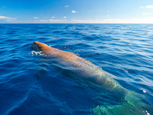 Dugong swimming gracefully in Marsa Mubarak