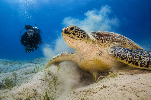 Snorkeler swimming with colorful fish
