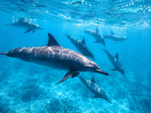 Vibrant marine life on the sandy bottom