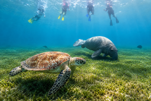 Colorful coral reef walls