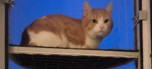 temp.png